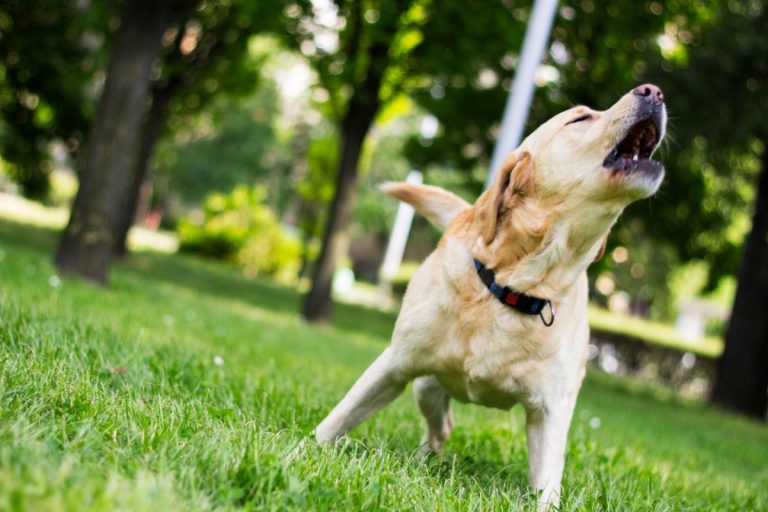 La méthode anti-aboiement est-elle efficace sur tous les chiens ?
